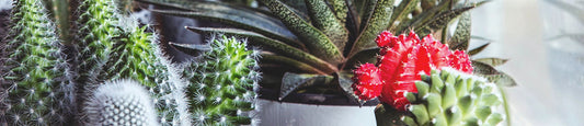 CBD, CBG, CBC, CBN & More Explained