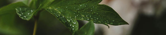 Why Different Cannabinoids Work Better Together