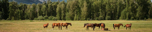 CBD for Animals: What Research is Available?