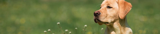CBD for Dogs with Seizures: Promising Evidence