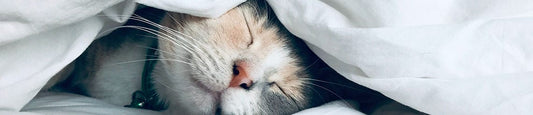CBD for Cats: What You Need to Know