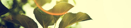 APR How Does CBD Affect Energy?