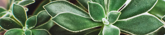 CBG vs. CBD: Differences You Should Know
