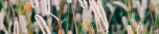 Does CBD Only Come From Hemp?