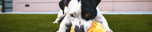 Should I Give My Pet CBD?