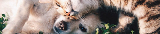 How to Use Topical CBD for Pets