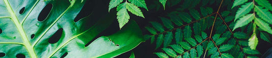 What is CBD?